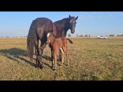 Видео: Событие, ожеребилась чёрная Германия