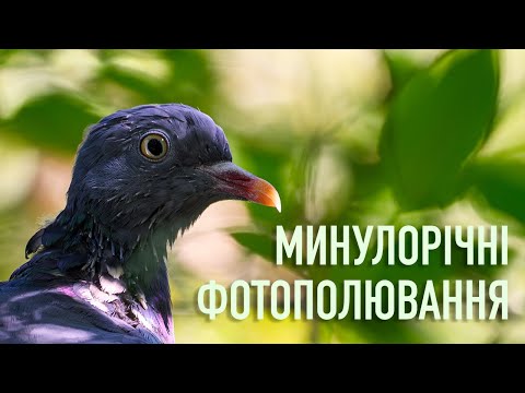 Видео: Минулорічні фотополювання | Дика природа Вінниччини