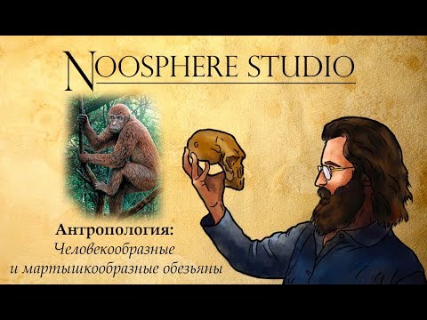 Видео: Антропология: Человекообразные и мартышкообразные обезьяны. Станислав Дробышевский