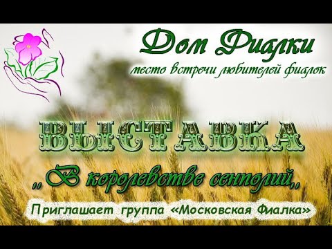 Видео: Обзор выставки В королевстве сенполий, Московская Фиалка в Доме Фиалки, г. Москва. 22.08-1.09.2025