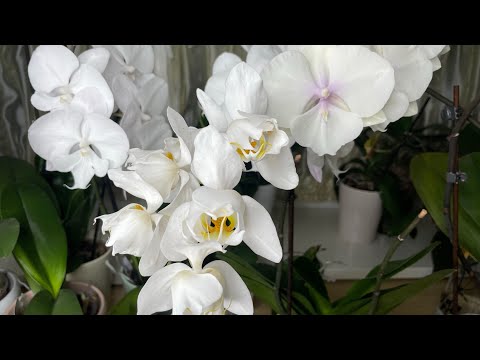 Видео: Этого я никак не ожидала!!! 😲🤗 Реанимация листьями в воду 🌸