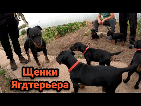 Видео: Ягдтерьер, щенки ч.4Jagdterrier,Puppies#ягдтерьер # щенки