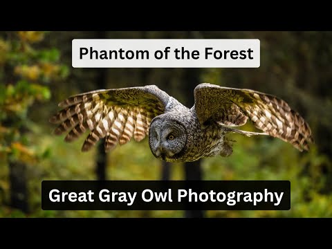 Видео: Фотоприключение в дикой природе. Фотосъёмка больших серых сов, призраков леса.
