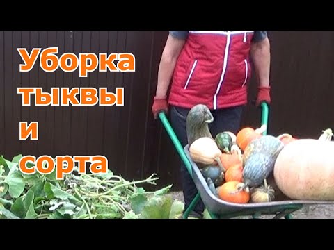 Видео: Когда убирать тыкву с огорода чтобы хорошо хранилась. Сорта тыквы выращенные в этот год. Подмосковье