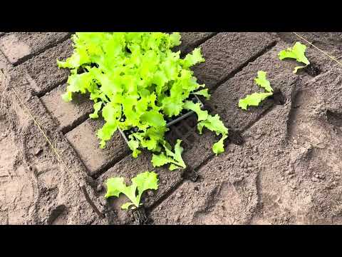 Видео: Высадили салат, рукколу, свёклу. И всё это за два дня.