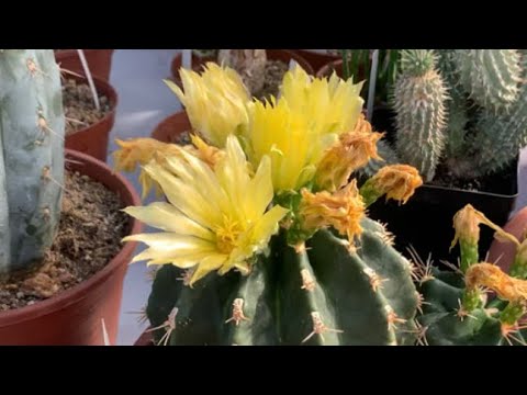 Видео: Теплица кактусов в Италии. Cactusmania di Bruno Manera.