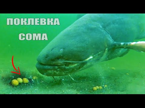 Видео: Зрелищная рыбалка на Сома. Поклевка большого сома. Подводная съёмка.