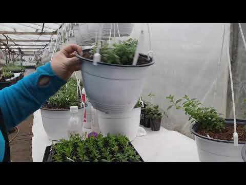 Видео: Калибрахоа, формировка кашпо, черенка и черенкование.