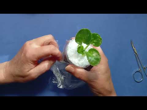 Видео: Посылка с фиалками распаковка.#фиалки 