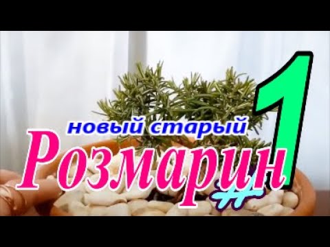 Видео: Новое начало старого Розмарина  #1  Апрель 2024