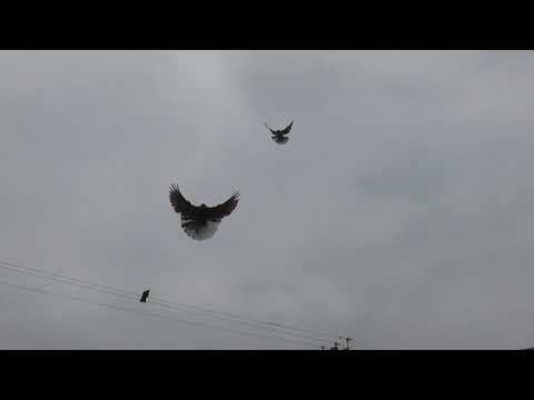 Видео: Николаевские голуби. г.Терновка 160.