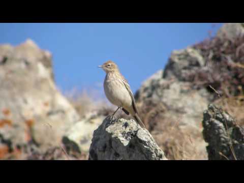 Видео: Заповедный Казахстан. Птицы в Алматинском филиале