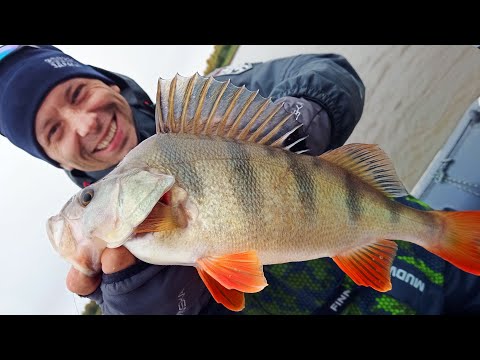 Видео: Рыбалка на крупных ОКУНЕЙ. Ловля на спиннинг. Джиг. Летний и осенний Иртыш.