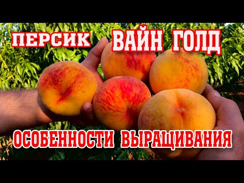 Видео: ОСОБЕННОСТИ ВЫРАЩИВАНИЯ ПЕРСИКА/Вайн Голд(Т3)