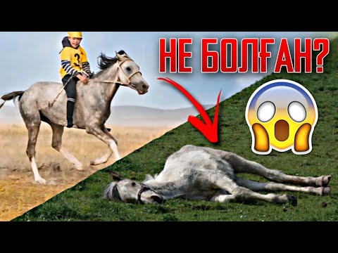 Видео: БӘЙГЕНІҢ АЛДЫН БЕРМЕГЕН АТТЫҢ ҚАЙҒЫЛЫ ӨЛІМІ🐎😔 - Жылқы Жайлы
