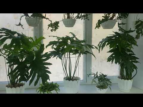 Видео: Окно в квартире для цветов