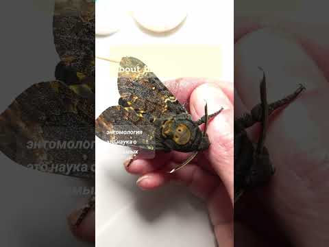 Видео: КОРМИМ БРАЖНИКА МЕРТВАЯ ГОЛОВА И ЖИВАЯ ПАВЛИНОГЛАЗКА РОТШИЛЬДИЯ. LIVE MOTHS, Acherontia, Rotshildia