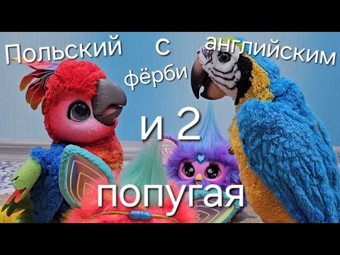 Видео: Польский и английский фёрби общаются в двумя попугаями