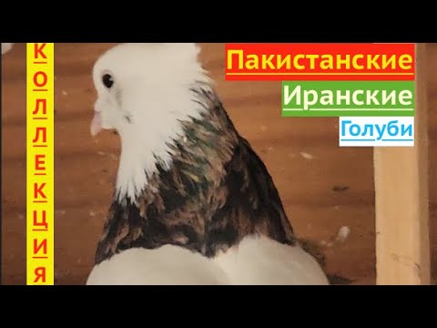Видео: Коллекция голубей Маджида в США Атланта! #pigeons #tauben #göyərçinlər