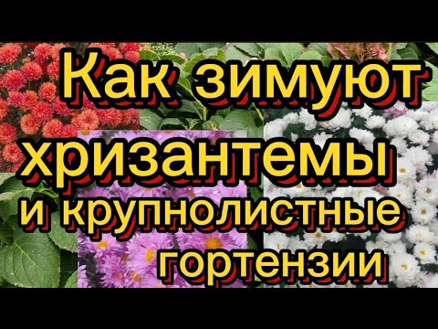 Видео: Как сохранить хризантемы и крупнолистные гортензии