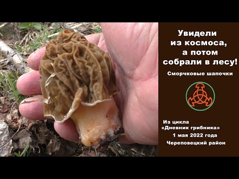 Видео: Увидели из космоса, а потом собрали в лесу!. "Дневник грибника" 1 мая 2022 года.