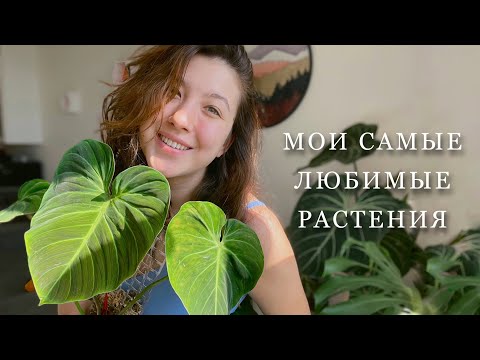 Видео: Растения, с которыми я не хочу расставаться!