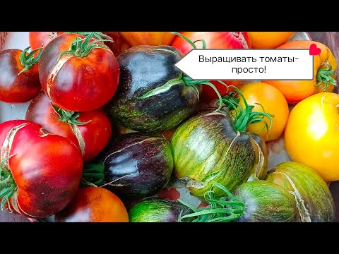 Видео: Вырастила томаты от коллекционеров! Участвую в выставке!