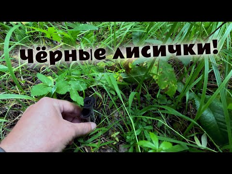 Видео: Чёрные лисички, маслята, рыжики, красноголовики и лисички в летнем лесу. Грибной сезон близко.