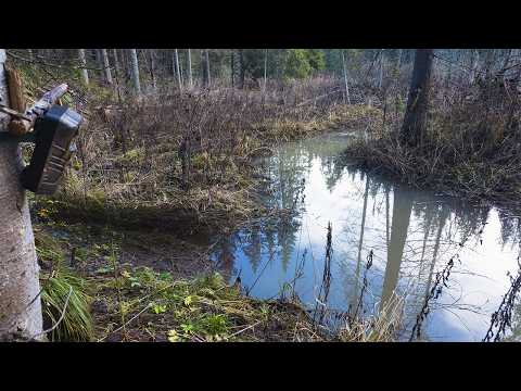 Видео: Заметил ТРОПУ у лесного пруда и оставил Фотоловушку на 2 МЕСЯЦА! Вот кто попался!