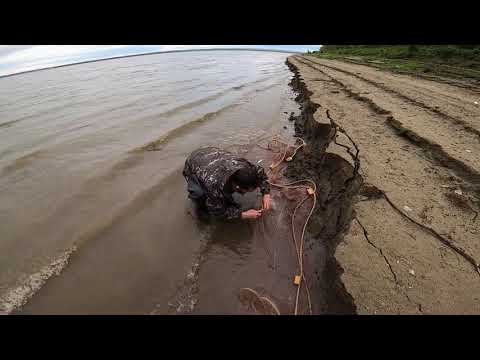 Видео: Рыбалка.Первая РЯПУШКА(Туруханка)