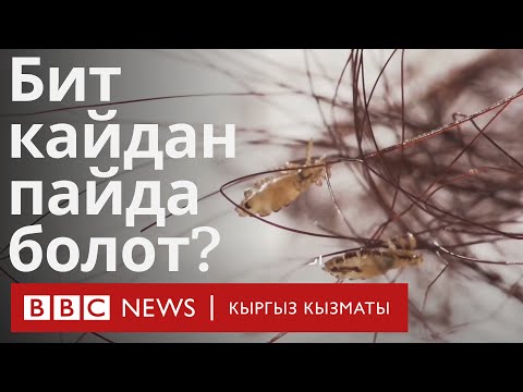 Видео: Бит кайдан пайда болот? - BBC Kyrgyz