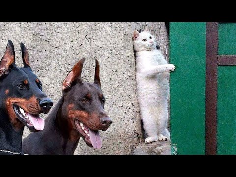 Видео: Если бы Эти Случаи с Животными не Сняли на Камеру, Никто бы не Поверил