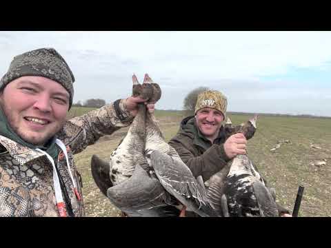 Видео: Охота на Гуся весна 2023.Утрянка LIFE.