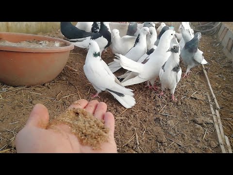 Видео: чем же я покормил голубей в деревне в мороз