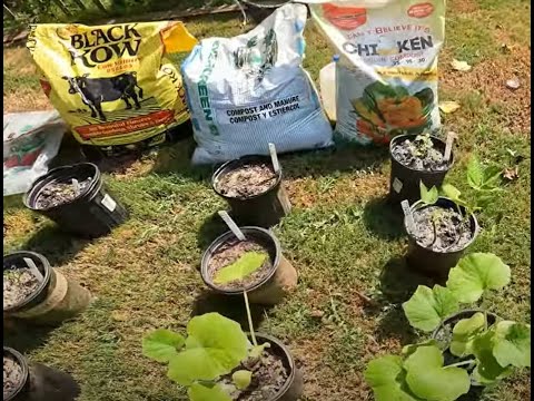Видео: Покупаете навоз в мешках? Вам стоит это увидеть! Навоз/компост Black Kow, проверенный на выращива...