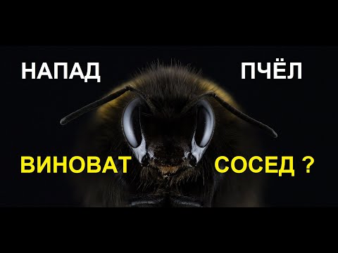 Видео: Пчелиное воровство. Кто виноват и как остановить? Пчеловодство для начинающих.