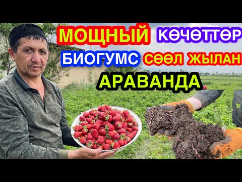 Видео: Кулпунай КӨЧӨТТӨР~ Сөөл ЖЫЛАН~Биогумс Сатыкта. Багбан АЙБЕК аке