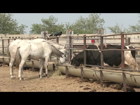 Видео: Ақтөбе облысында типтік мал қорымы мен ветеринариялық пункт жетіспейді