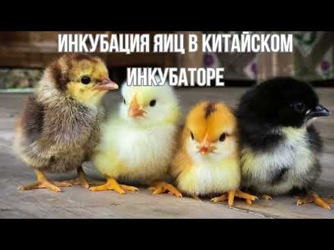 Видео: Инкубация в китайском инкубаторе EGG на 16 яиц