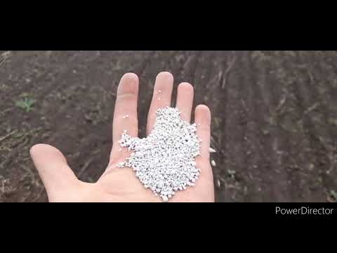 Видео: мтз 1523 ,Amazone Catros, Great Plains . Посівна 2022