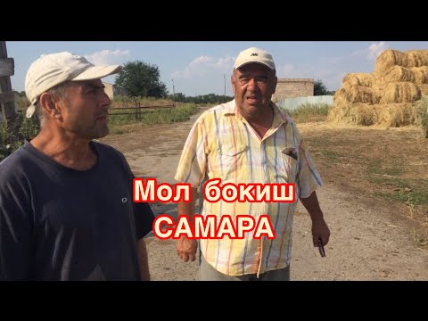 Видео: САМАРАДА МОЛ КУЙ ФЕРМАСИ.