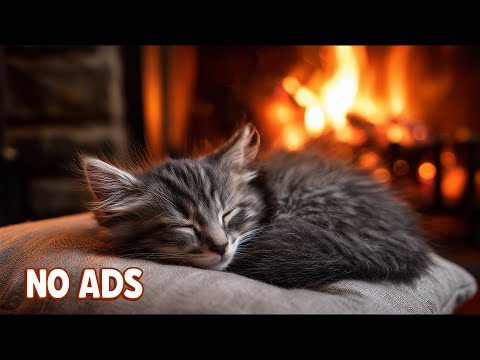 Видео: Успокаивающая Музыка Для Кошек 🐾 Мелодии Глубокого Сна Снижение Стресса Тревоги 🌙