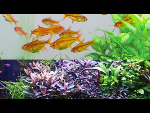 Видео: Тетры аманды. Купил ещё тетр аманд.