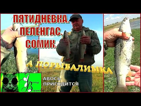 Видео: Пятидневка. Пеленгас. Сомик. А порыбалимка 5-й выпуск 25г.