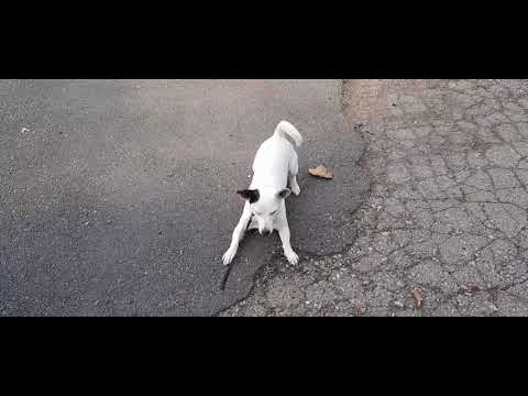 Видео: Това прави всеки ден  куче от породата Джак Ръсел териер в2