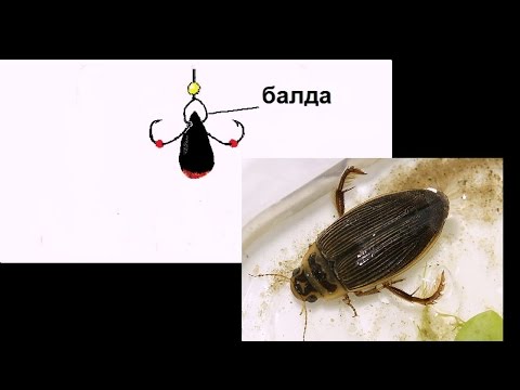 Видео: Лёха & снасть Балда