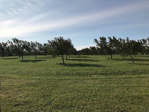 Видео: Персиковый сад – Геттисберг Сида Мейера – Часть 5