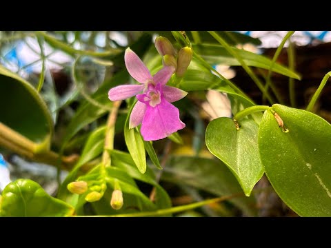 Видео: Цветение орхидей в январе 2025. Oerstedella, debdrobium, tillandsia