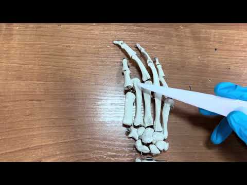 Видео: Қол басы сүйектері құрылысы