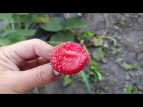 Видео: Усы на клубнике оставлять  или нет. Видео для новичков.